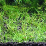 植栽から206日目　ヘアーグラスショート